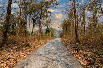 Obraz premium Jungle scenes during safari at Buxa Tiger Reserve, India.
