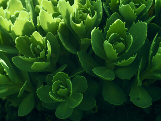 Stonecrop in sunlight, ornamental garden plant. Sedum prominent (Sedum spectabile). Close up image