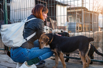 Dog at the shelter. Animal shelter volunteer takes care of dogs.