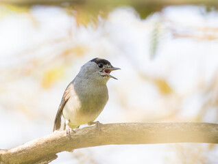 Eurasian blackcap, Sylvia atricapilla. A bird sits on a branch and sings