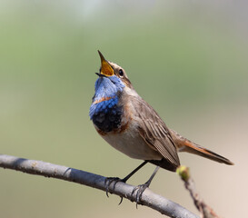 Bluethroat, Luscinia svecica. Early in the morning, a bird sits on a branch and sings