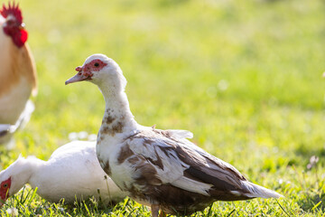 domestic duck on the grass - 786993373