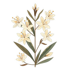 Fototapeta na wymiar Minimalistic and Cute Flat Vector Illustration of an Asphodel Flower on White Background - Simple and Elegant Design