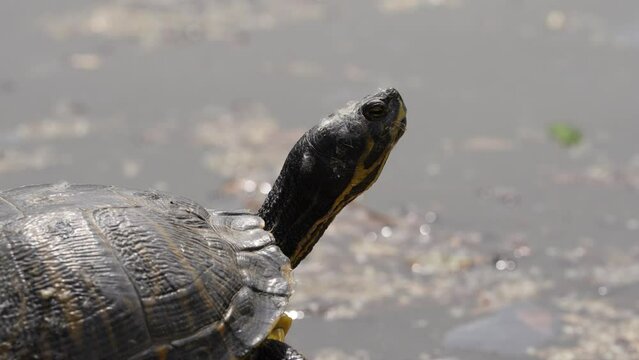  close up of the turtle basking in the sun on the edge of the lake. 4 k video