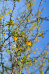 close up of wildlife tree acacia nilotica yellow flowers, autumn leaves against blue sky