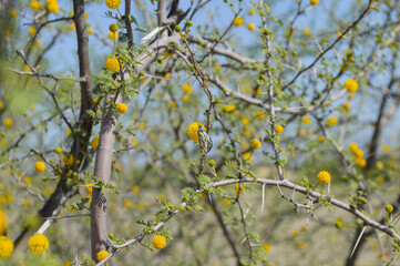 yellow leaves on a tree acacia nilotica leaf