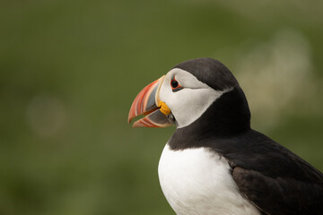 Atlantic Puffin