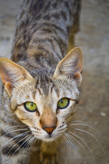 close up of a cat, cute brown kitten eyes