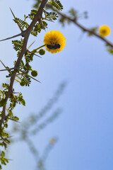 branch of a Acacia nilotica tree, be on leaf outdoor natural background
