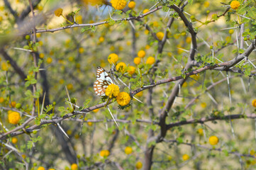 butterfly yellow flowers on a branch, acacia nilotica babul tree background