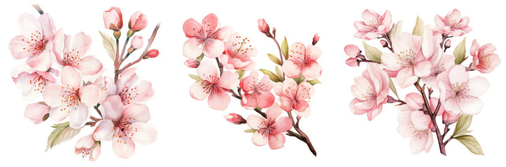 Watercolor cherry blossom clipart isolated on transparent background