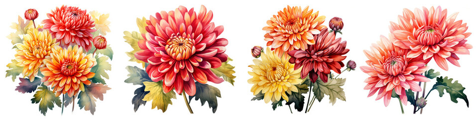 Watercolor chrysanthemum clipart isolated on transparent background