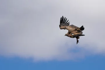 Foto op Aluminium Buitre gyps fulvus en posición de descenso con nube al fondo, Alcoy, España © Diego Cano Cabanes