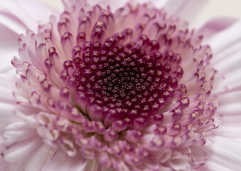 pink chrysanthemum flower as background.