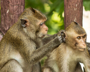 a family of monkeys grooming each other.