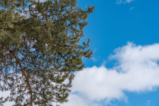 branch of pine tree to the sky