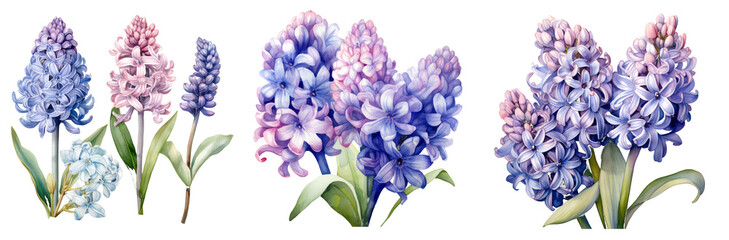 Watercolor hyacinth clipart isolated on transparent background
