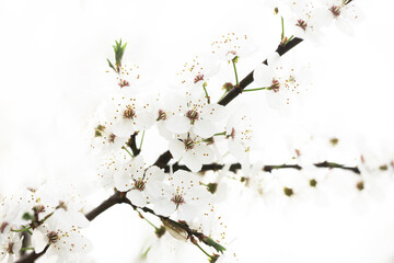 Apple blossom tree branch. Shallow depth of field isolated. White flakes little flowers. Springtime tree bloom. Sunlight plant. Floral background. Dreamy white.