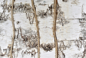 Birch bark close-up. Natural background