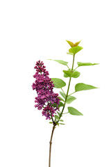 Lilac flower isolated on transparant background
