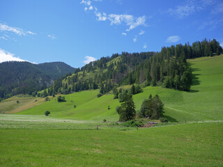 Green Meadows, Fir Trees and Italian Alps Mountains in the Background on a Summer Day, Italy