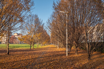 Long Straight Pedestrian Walkway with many Yellow Leaves on the Ground in the Autumn Season and Trees along the way