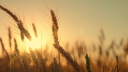 Yellow ears of wheat ripen in field in summer in sun. Growing wheat grain, farmers field. Big...
