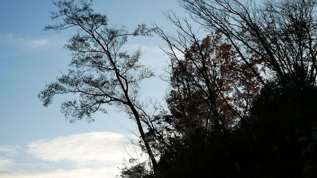 冬の午後の空と木