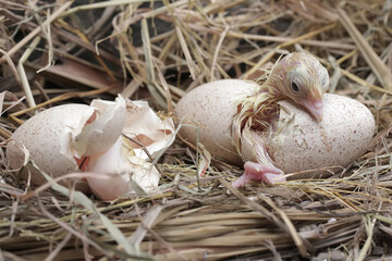 The process of hatching a baby turkey in its nest. This animal is commonly cultivated by humans with the scientific name Meleagris gallopavo.