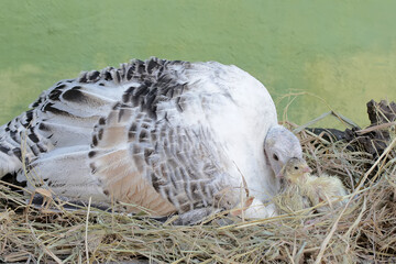 A female turkey is incubating her newly hatched eggs and babies in the nest. This animal is...