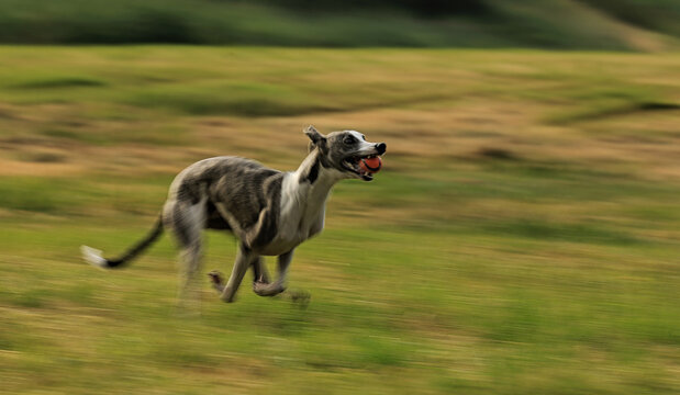 Panning image of greyhound dog running fast in a field