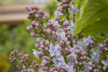 Kyiv, Ukraine On April 16, 2024, purple lilac blossomed in the city due to a very warm April. It usually blooms in mid-May. the weather has changed a lot.