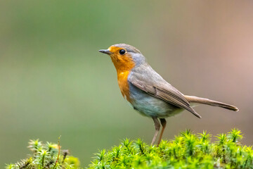 European robin Erithacus rubecula foraging in a forest