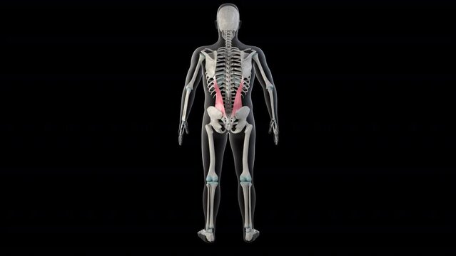 Iliocostalis Lumborum Muscles on Whole Human Body