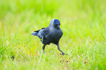 Closeup portrait of a Western Jackdaw bird Coloeus Monedula foraging in grass