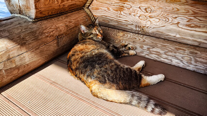 Ginger Cat Lounging on a Wooden Porch on a Sunny Day