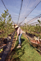 Woman farmer working on a blueberries farm and using agricultural tool.