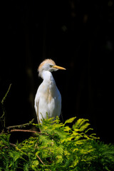 Western cattle egret, Bubulcus ibis, perching in a tree