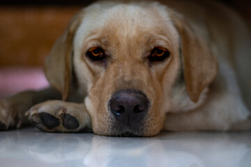 Labrador is a British breed of retriever gun dog.