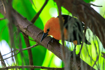 Scarlet-headed blackbird, Amblyramphus holosericeus, perched in a rainforest