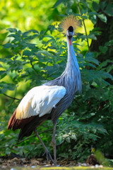 Obraz premium Grey crowned crane, Balearica regulorum, national bird of Uganda.