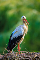 Portrait of a Stork bird, Ciconia ciconia