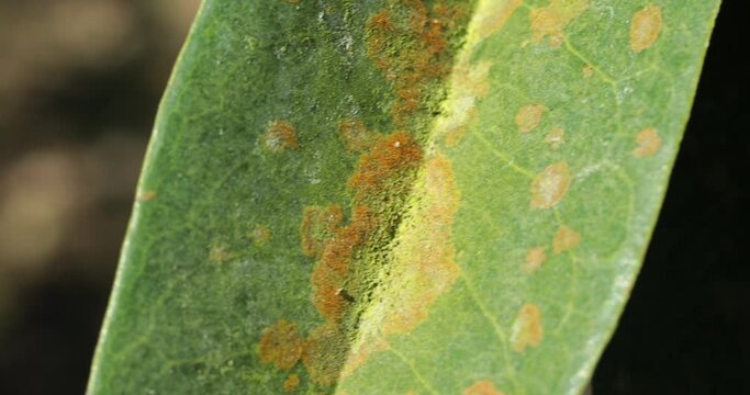Close-up of green leaves with Agal Spot, illness of Durian in the plantations,Durian disease ,in the durian garden causing by Cephaleuros virescense
