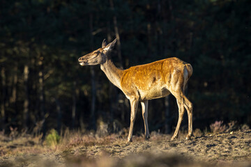 Female Red Deer doe or hind, Cervus elaphus