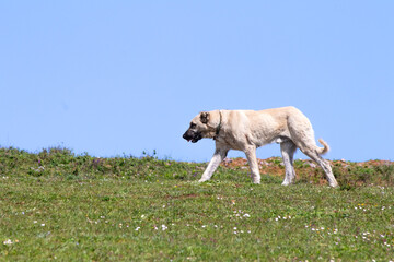 Kangal shepherd dog walking in green meadow in front of blue sky background. Kangal shepherd dog originating from Sivas, Türkiye. - obrazy, fototapety, plakaty