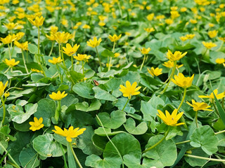 yellow flowers of herbaceous plant Spring Chistyak or Spring Buttercup growing on the lawn