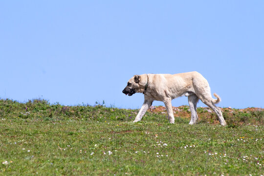 Kangal shepherd dog walking in green meadow in front of blue sky background. Kangal shepherd dog originating from Sivas, Türkiye.