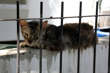 Fence in a city park in Israel.