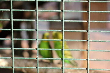 Fence in a city park in Israel.