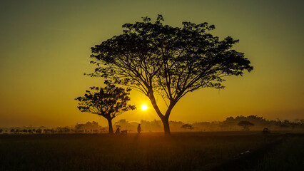 Silhouette tree on field against sky during sunrise